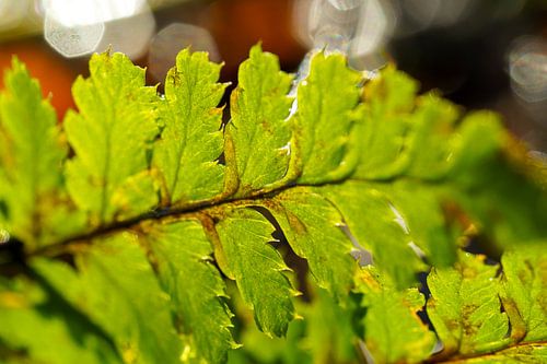 macro varen