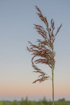 Zonsopkomst foto in de natuur in Friesland Nederland I Pastel kleuren fotografie van Lydia