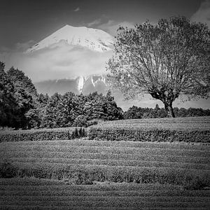 Fuji mit Obuchi-Teeplantage | monochrom