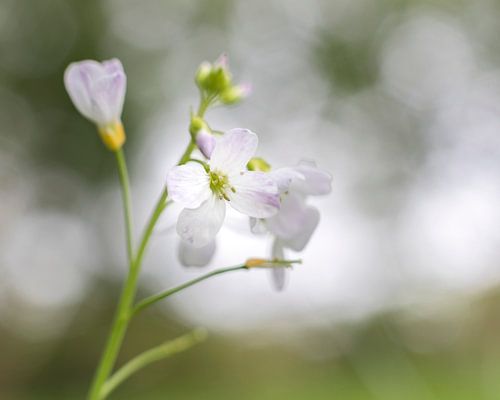 Fragiel bloempje met bokeh