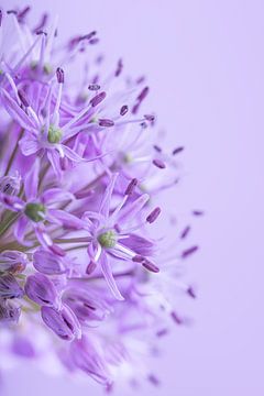 Eine violette Zwiebelknolle von Marjolijn van den Berg