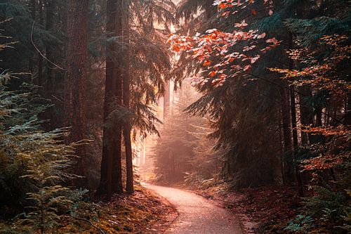 Speulderbos 2023 - 6