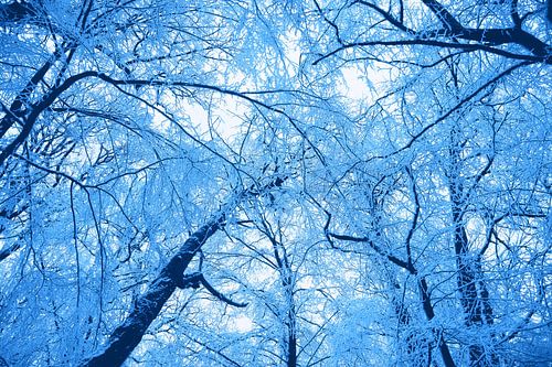 Winter forest