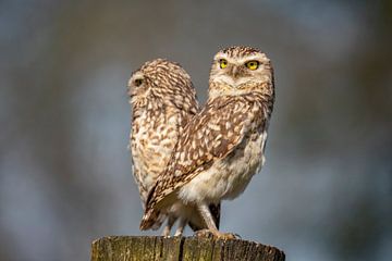 Chouette chevêche, (Athènes noctua) sur Gert Hilbink