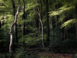 Der wilde Speulderbos im wunderschönen Licht