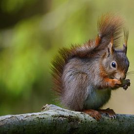 eekhoorn op tak van Stobbe; natuurfotografie