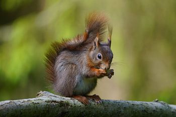 Eichhörnchen auf Ast