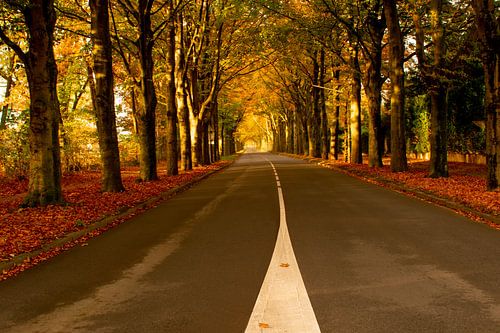 Hefstbladeren  in een straat