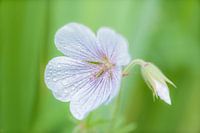 Fleur