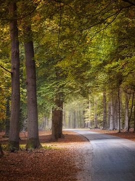 Bosweg Lage Vuursche