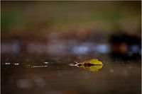 Transience