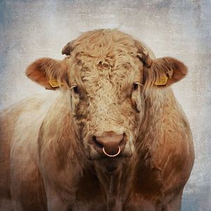 Portrait of a Charolais Bull