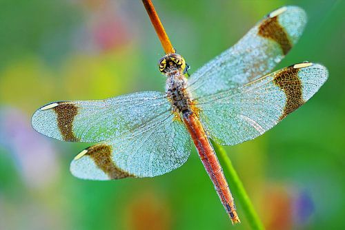 Vuur libelle in regenboog pallet