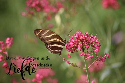 Dat al uw dingen in de liefde geschieden - Bijbeltekst op canvas