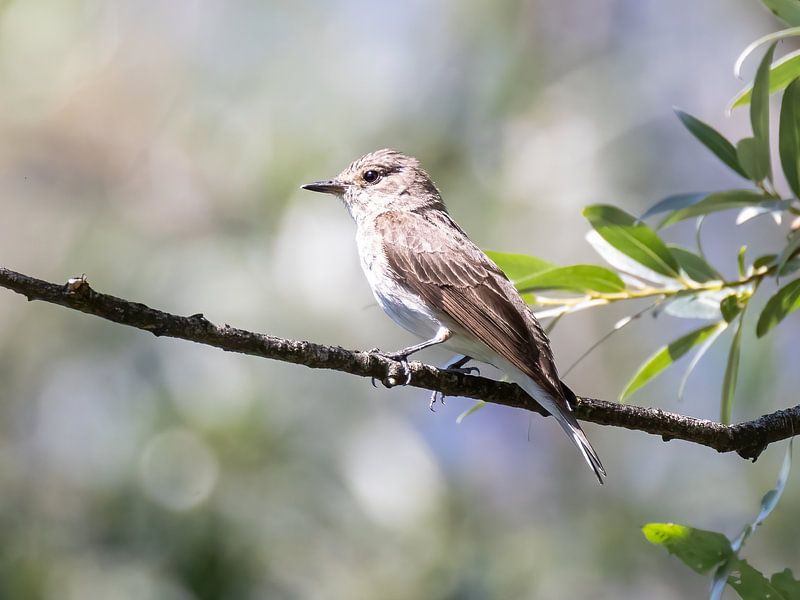 Un gobemouche gris sur une branche par Teresa Bauer