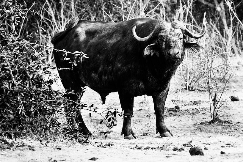 Afrikaanse Buffel zwart-wit von Dexter Reijsmeijer