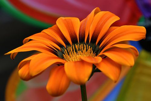 Vrolijk en gekleurde bloem deel 1