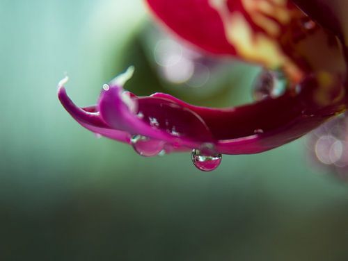 Orchidee  met druppel water/ Bloem / Blad / Natuur / Blauw  / Roze / Paars / Groen / Close-Up Macro