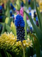 Blaue Weintraube im Keukenhof