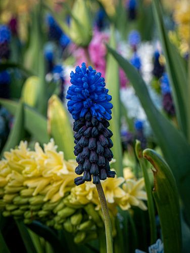 Blauwe druif in de keukenhof