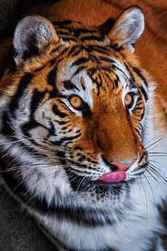Gros plan d'un tigre à la langue saillante sur Chihong