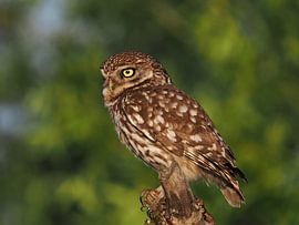 Steenuiltje op een boomstronk tijdens zonsondergang met groene boomtoppen op de achtergrond. van Astrid Brouwers
