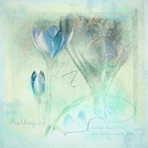 Frühling lässt sein blaues Band.. - Krokusse im Frühling