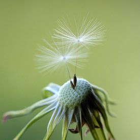 Dandelion with last 2 seeds