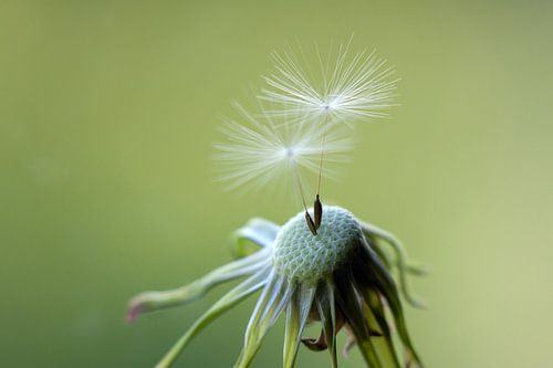 Paardebloem met laatste 2 zaden