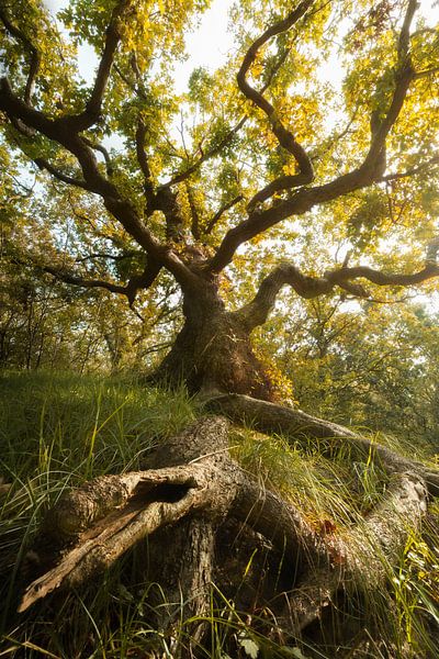 Intertwining Dance by Steffon Reid