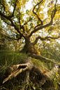 Intertwining Dance by Steffon Reid thumbnail