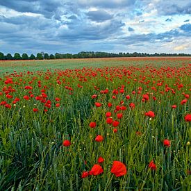 Enchanting red poppy field by Silva Wischeropp