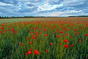 Champ de coquelicots rouges enchanteurs