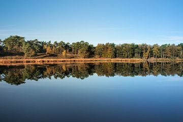 Fantastische reflectie van een bos in een meer
