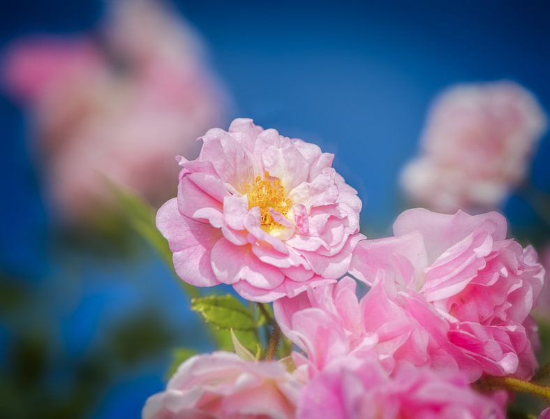 Pink climbing roses by ManfredFotos