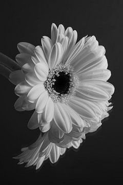 Gerbera in black and white by Marjolijn van den Berg