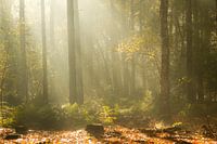 Mooie zonneharpen in Zoomland op een ochtend in de herfst