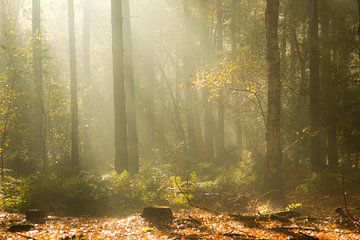 Mooie zonneharpen in Zoomland op een ochtend in de herfst van Sabina Meerman