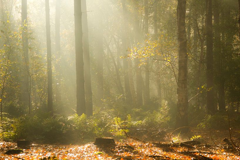 Beautiful sunharps in Zoomland on a morning in autumn by Sabina Meerman