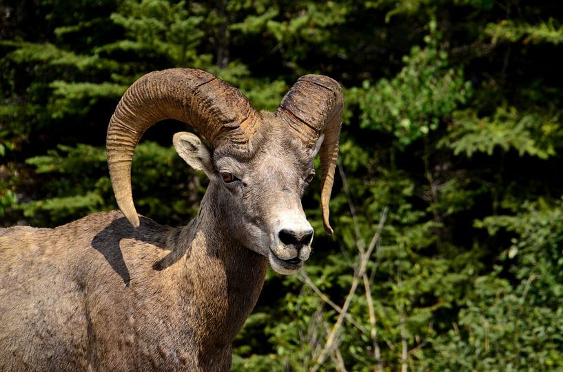 Dikhoorn Schaap by Jurgen Hermse