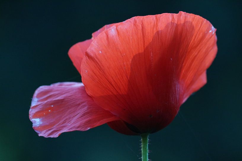 Poppy by Rianne de Heij