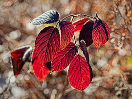 Blackberry leaf at low sun by Rob Boon