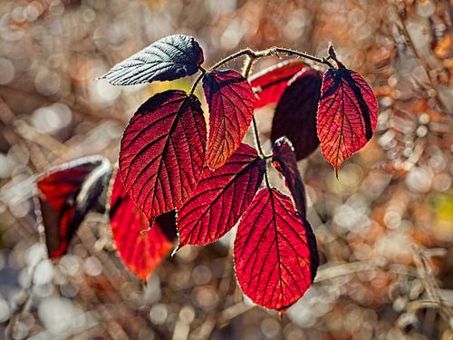 Brombeerblatt bei tiefstehender Sonne