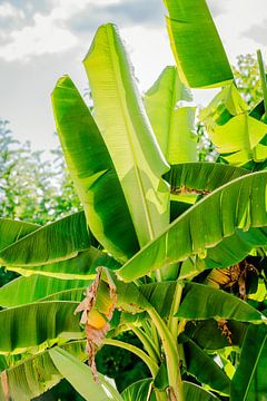 Tropische bananenboom van Petra de Jong Fotografie - Beeldmaker