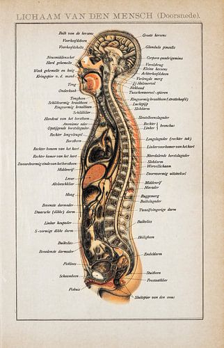 Querschnitt durch den menschlichen Körper