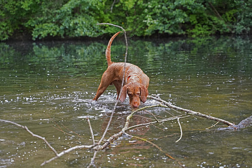 Waterspelletjes aan het meer met een bruine Magyar Vizsla draadhaar.
