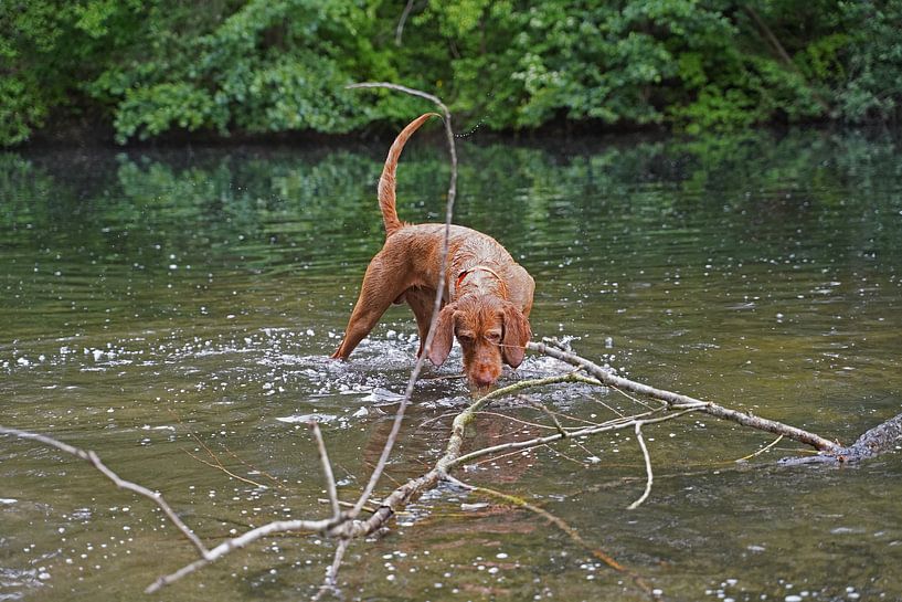 Jeux d'eau au bord d'un lac avec un Magyar Vizsla brun à poil dur. par Babetts Bildergalerie