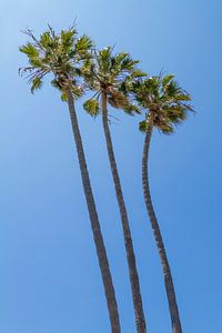 Les palmiers en été sur Melanie Viola