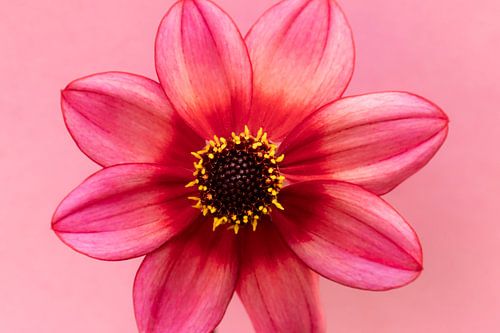 L'amour des dahlias's 4