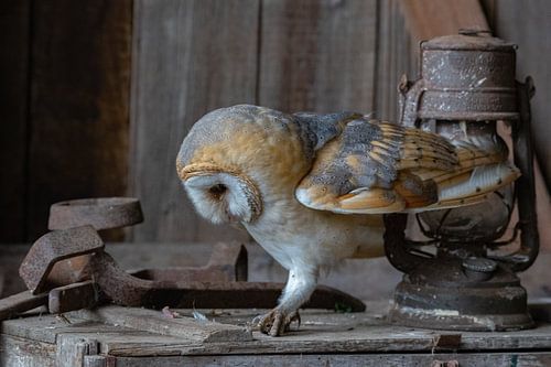 Porträt einer Schleiereule